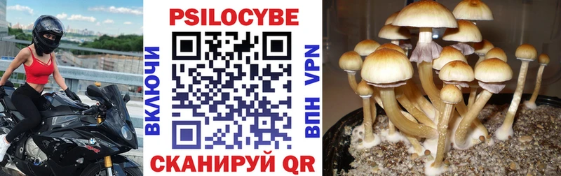 купить наркотик  Выкса  Псилоцибиновые грибы Psilocybine cubensis 